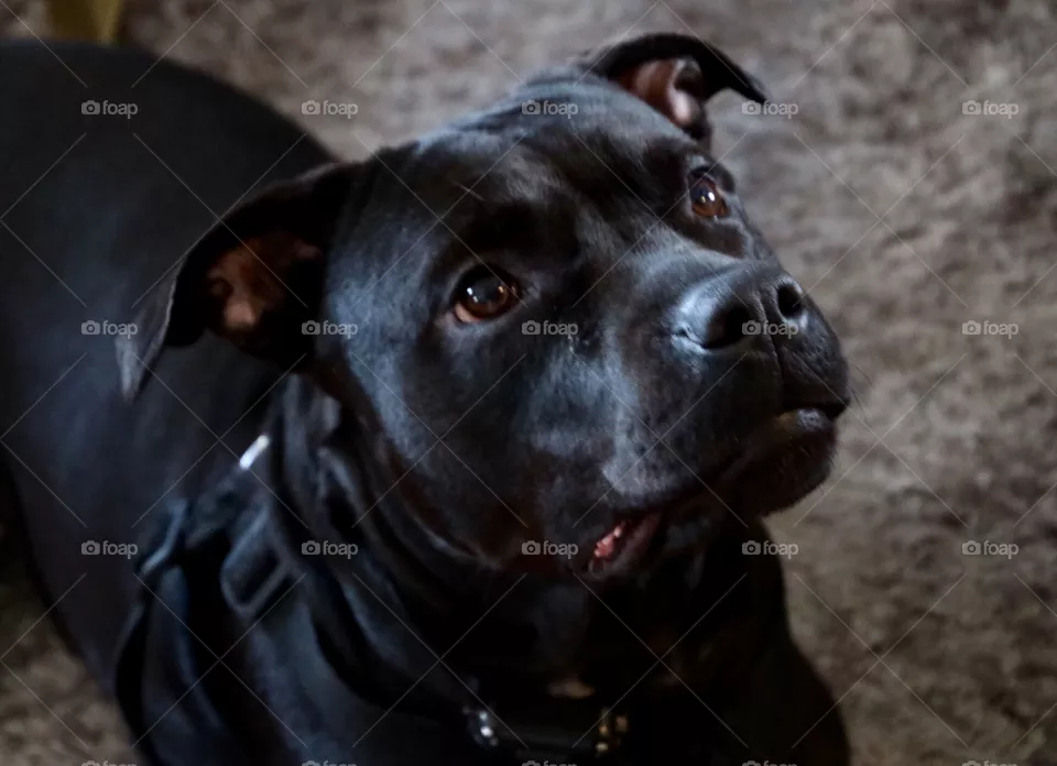 Amstaff