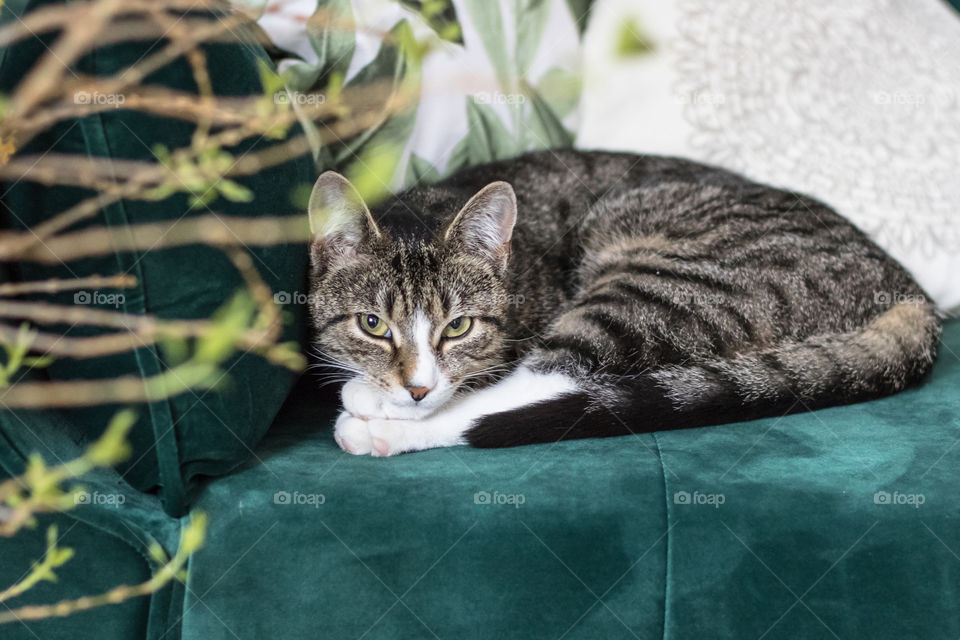 Cute small cat with white paws laying on a green sofa