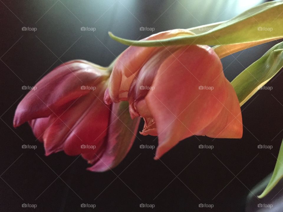 Close-up of tulip flower