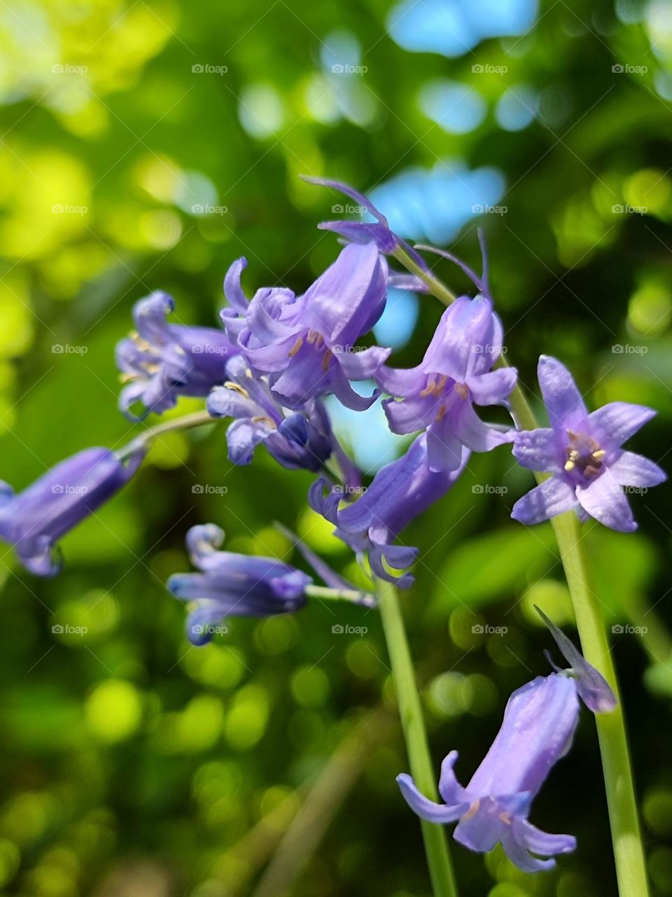 Bluebells flowers