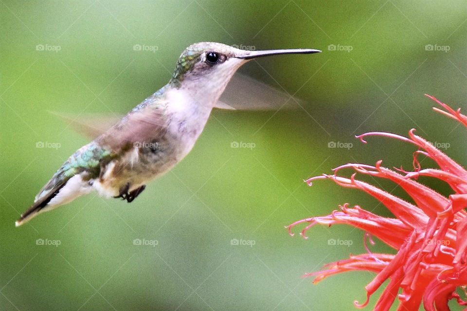 Hummingbird by a bee balm flower