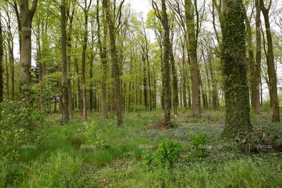 Buchenwald im Mai
