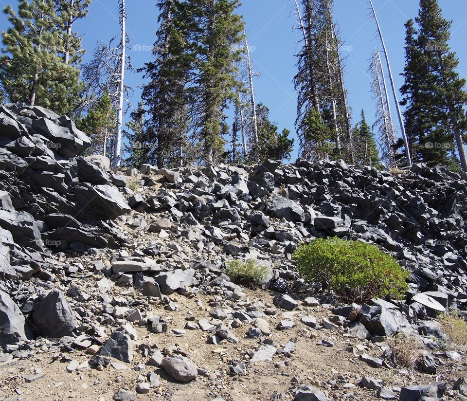 Tall pine trees grow out of a jagged hillside high up in the mountains in Oregon. 