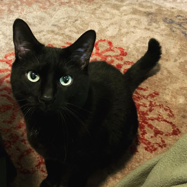 Piercing eyes