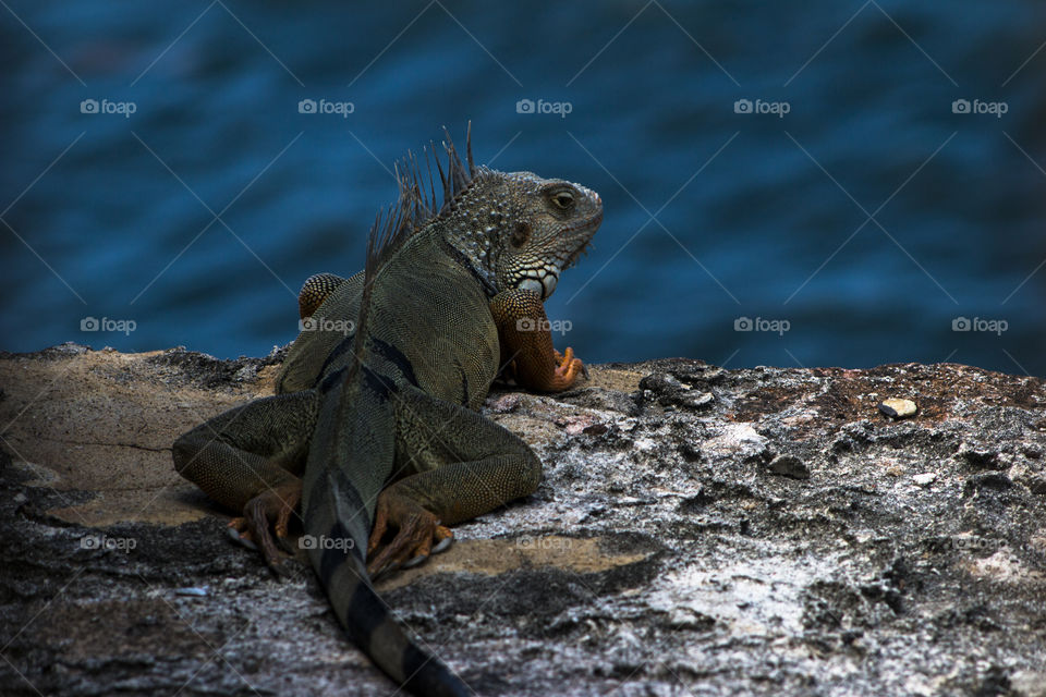 Male Iguana on a ledge