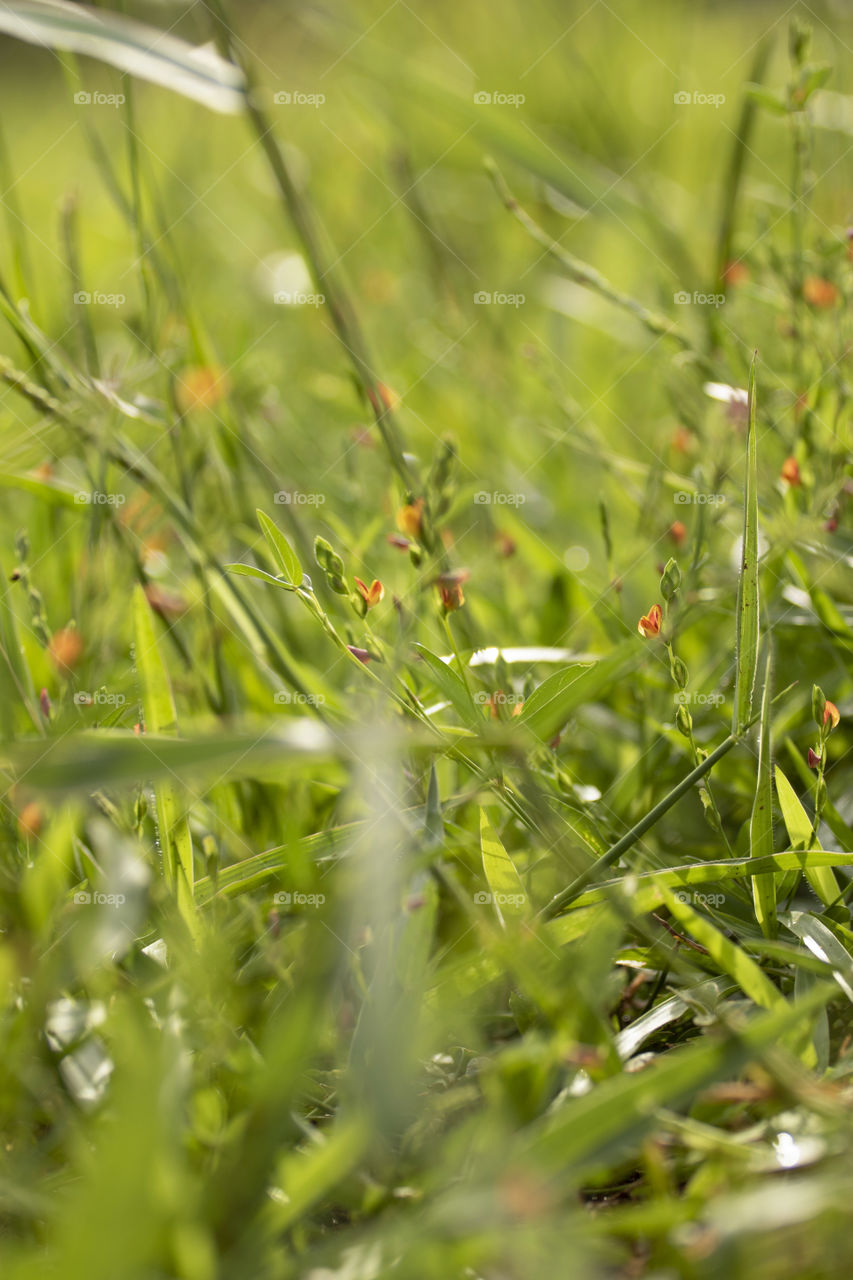 Field flowers in spring