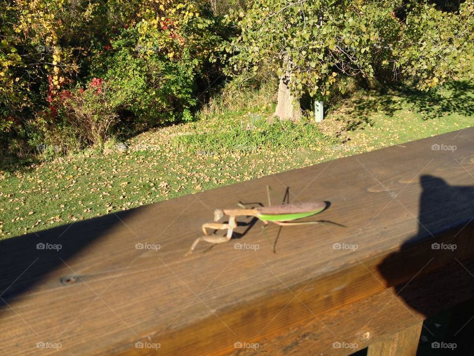 Wood, No Person, Tree, Landscape, Leaf