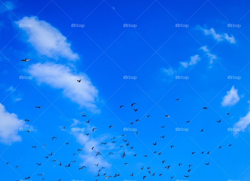 The moon, birds and blue sky. Looking up and seeing the moon, birds and blue sky clouds.