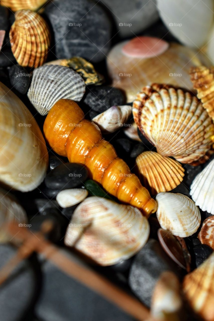 Sea shells