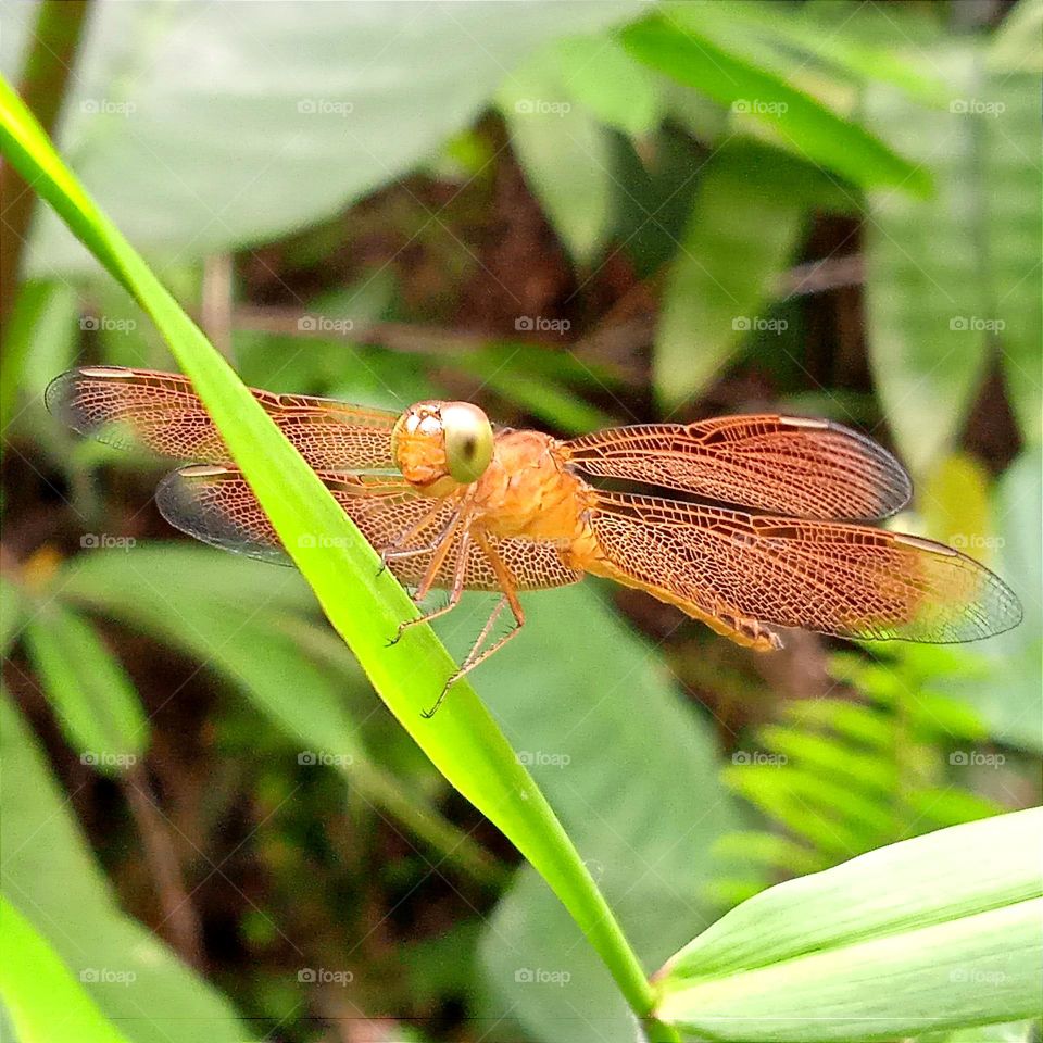 Orange little dragonfly with beautiful wings.