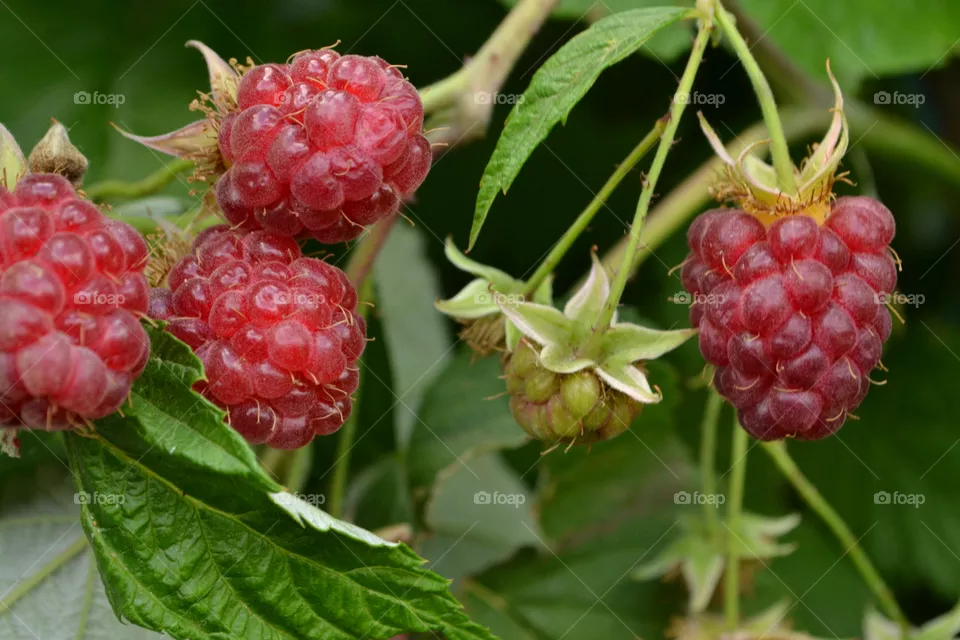 berry