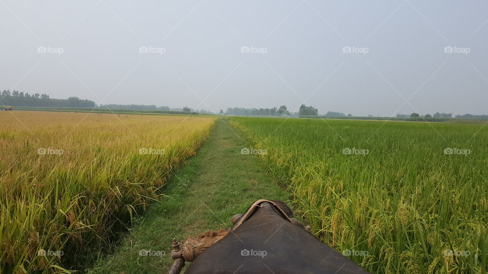 agriculture in india