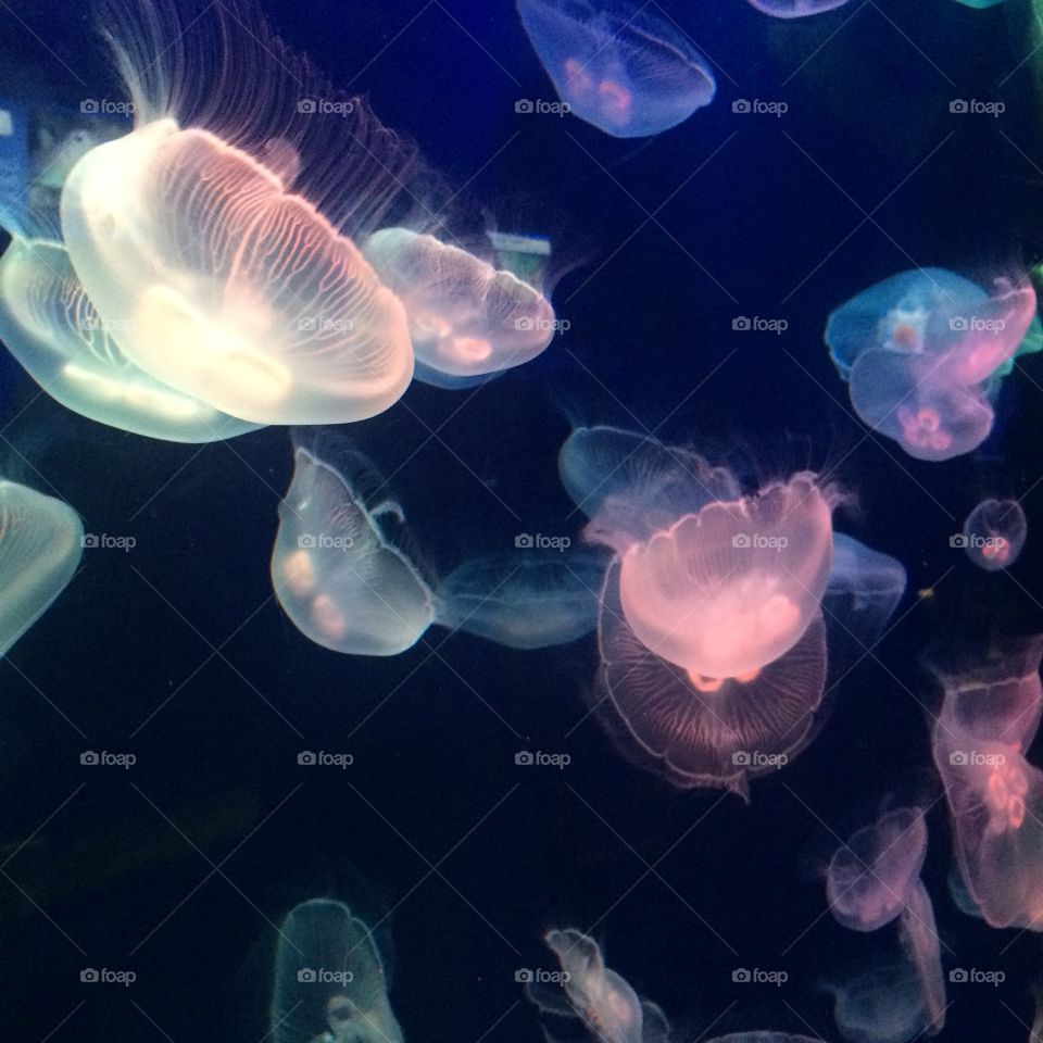 Beautiful medusa with light in dark water