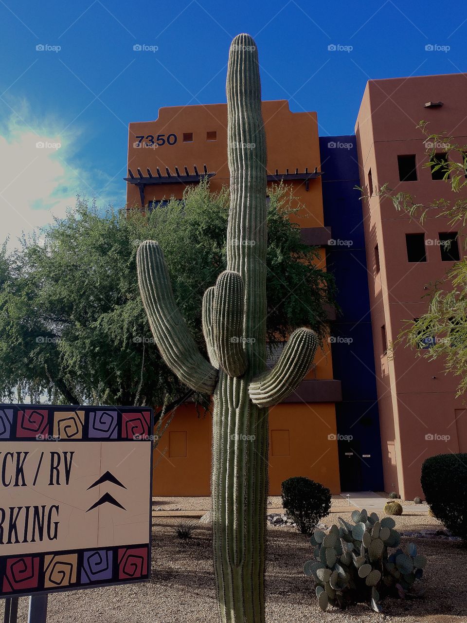 cactus in Arizona