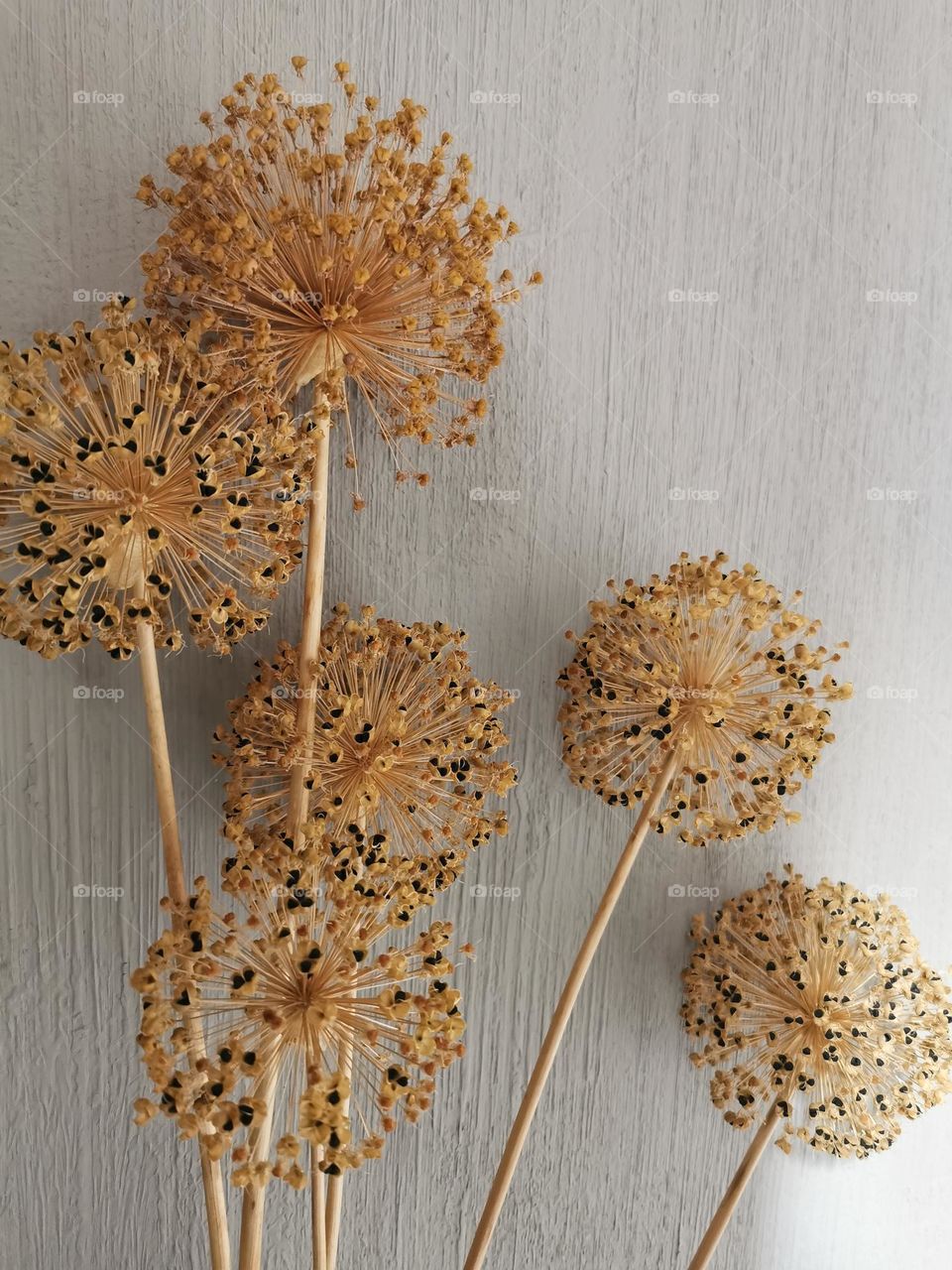 Dried seedhaeds of Giant Allium