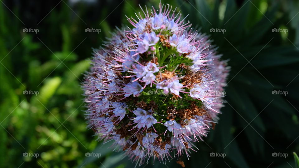 Echium candicans