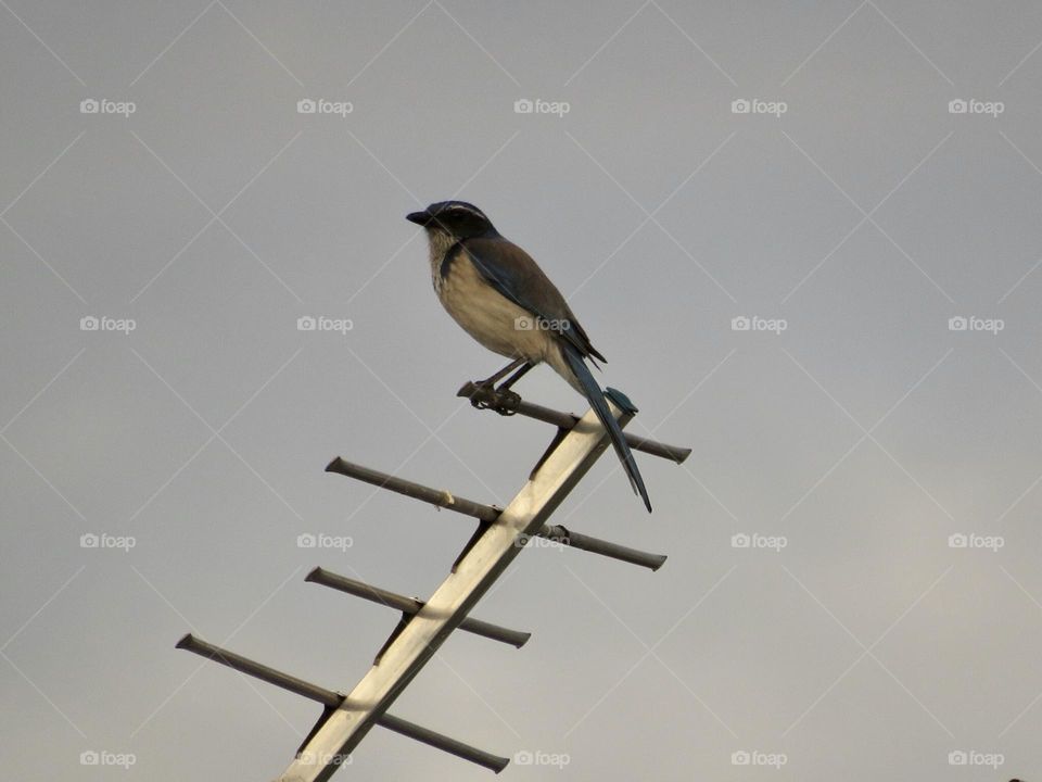 California Scrub Jay