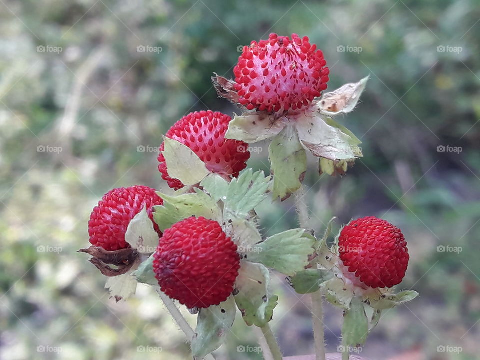 Red colour littile fruits. i was taked photo in my vagitable garden. This is a littile harbs fruits.