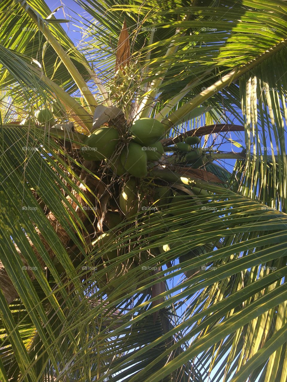 Coconut bunch on a tree photo taken from ground up