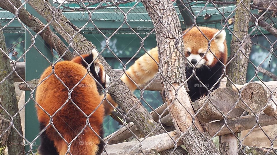 Red Panda's. Henry Vilas Zoo WI, Visiting my favorite animal there.