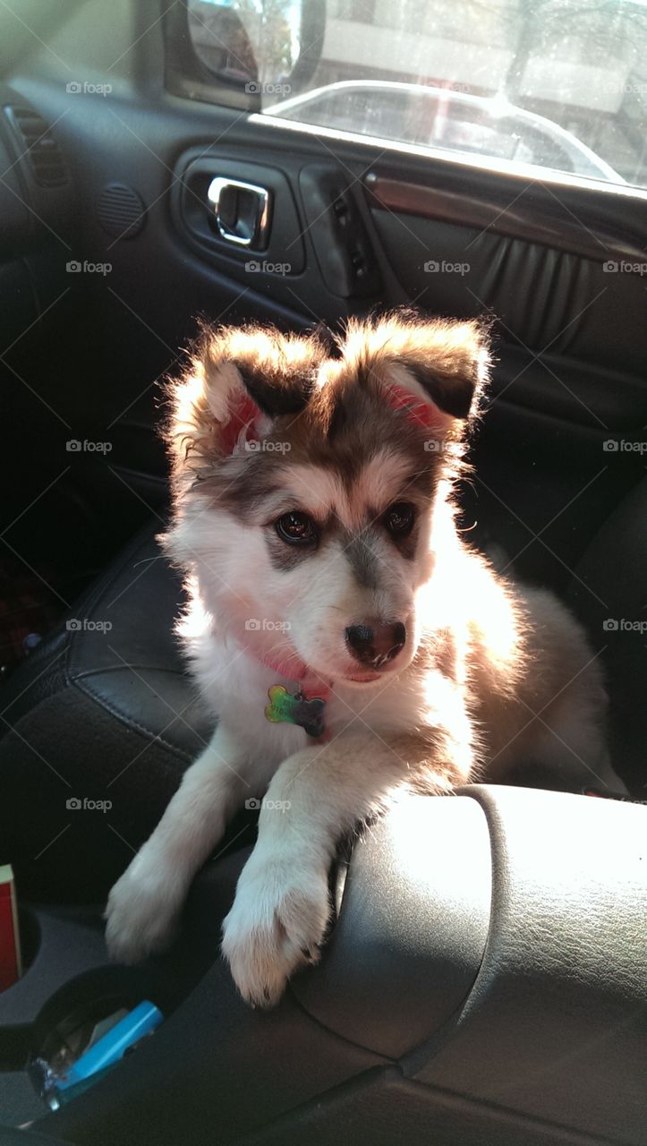 Russia the Malamute. Car ride on a sunny day!