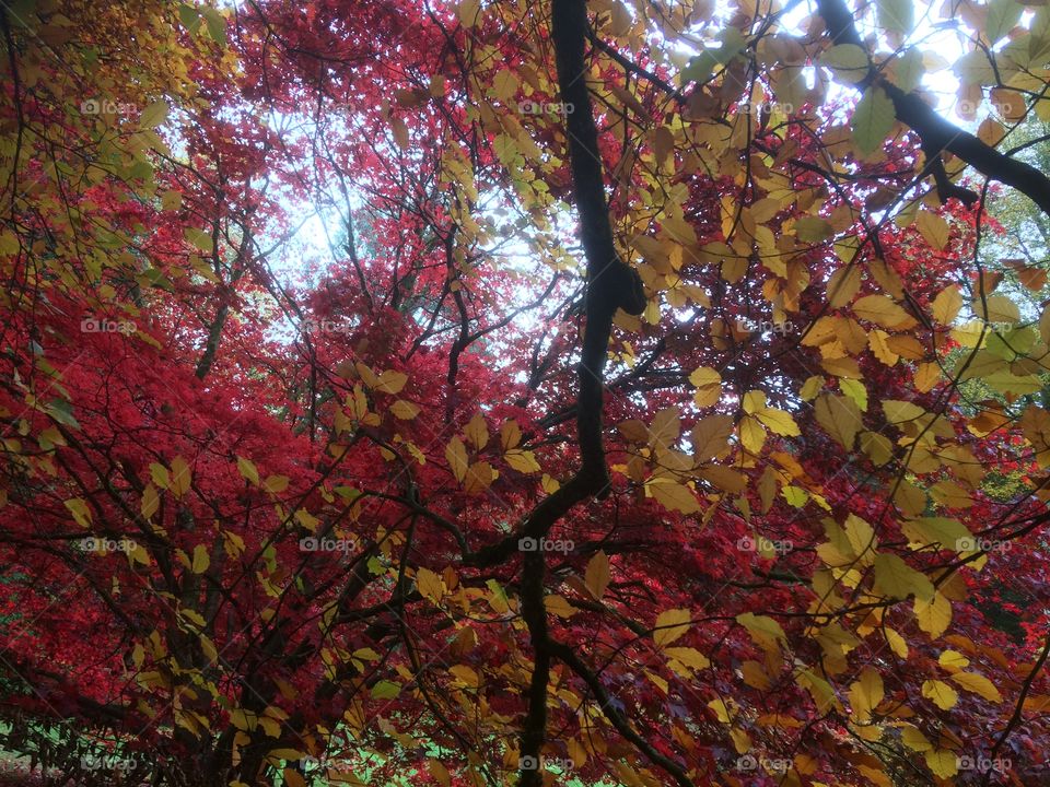 Fall, Leaf, Tree, Season, Maple
