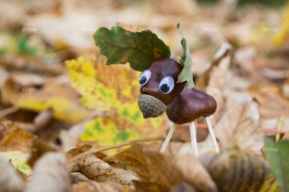Chestnut figure in leaves during autumn fall