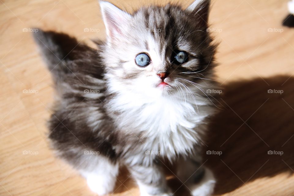 kitten with big blue eyes