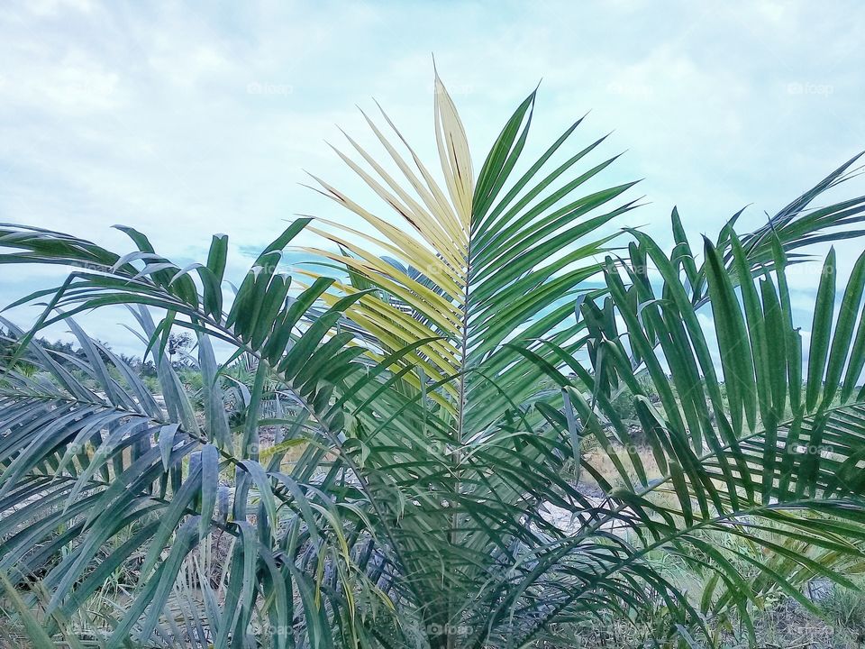 Red ring Disease to tree palm oil