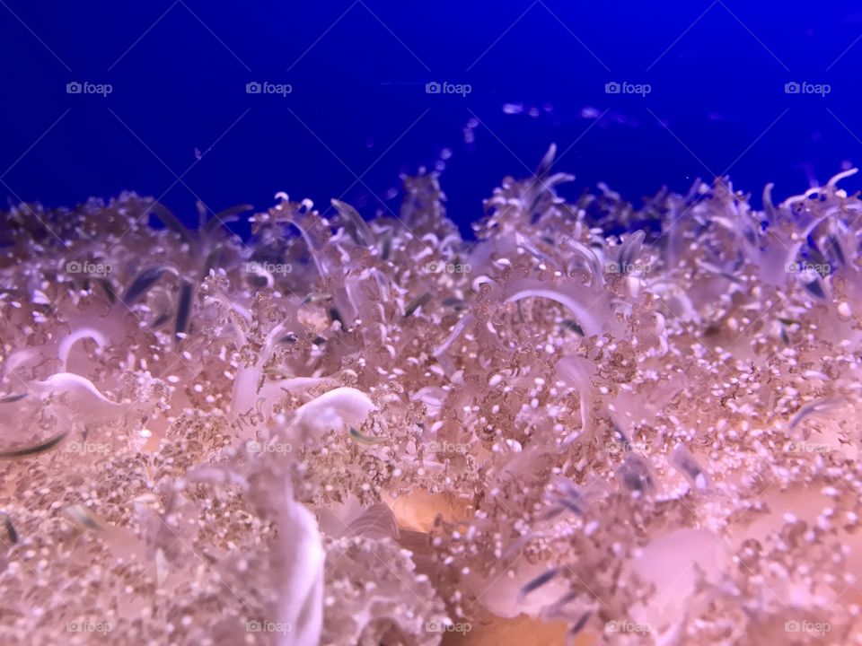 Jellyfish 