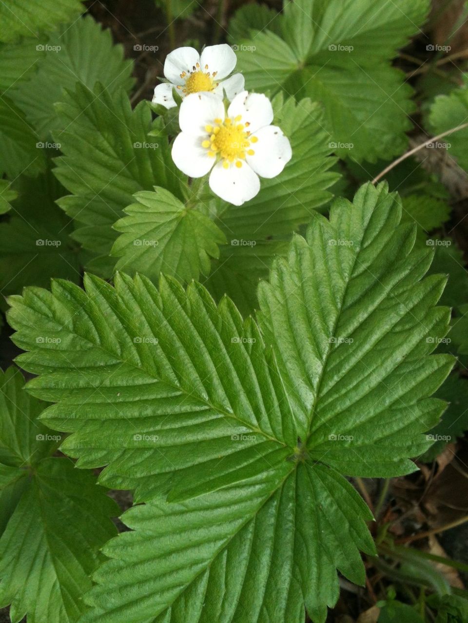 flowers white smultron by lenacarlsson