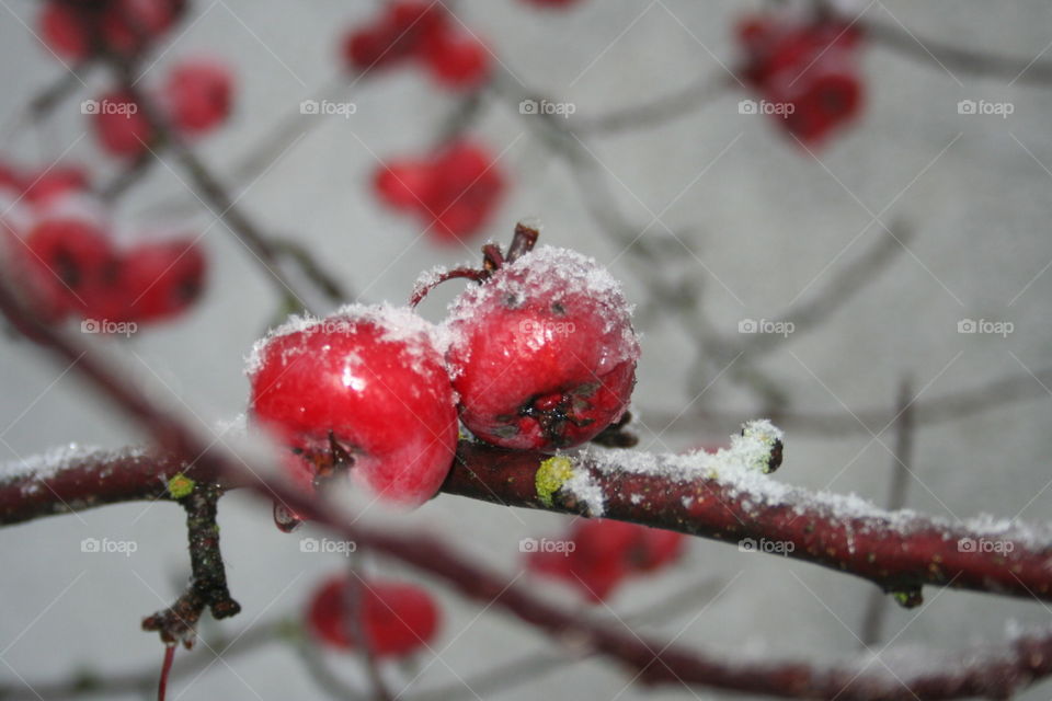 Red fruits in the snow