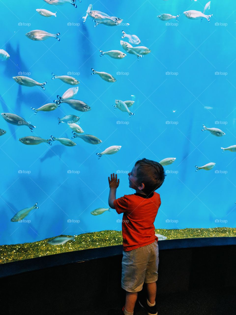 I wish, I wish to be that fish....