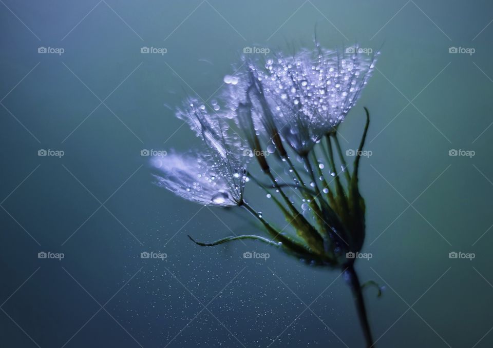 Dandelion with drops 