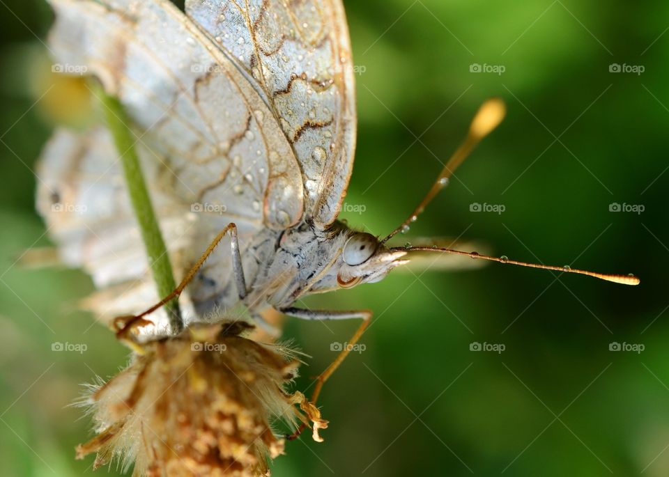 butterfly