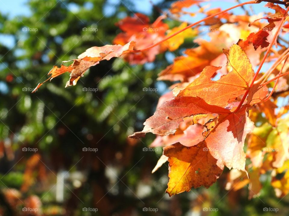 Autumn close-up