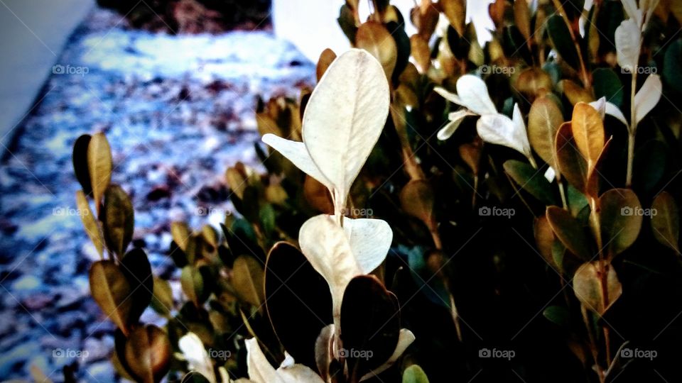 odd looking white leaf