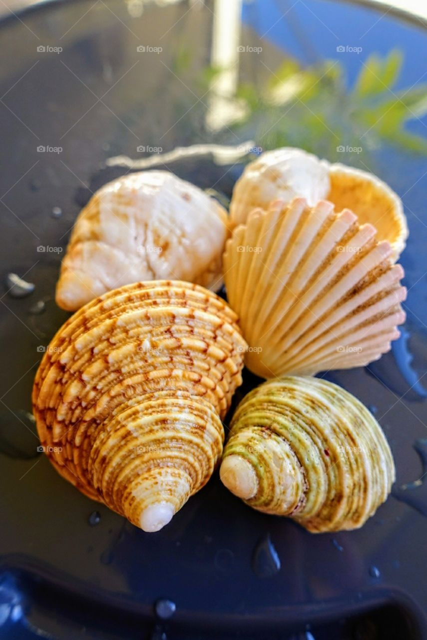 Shells