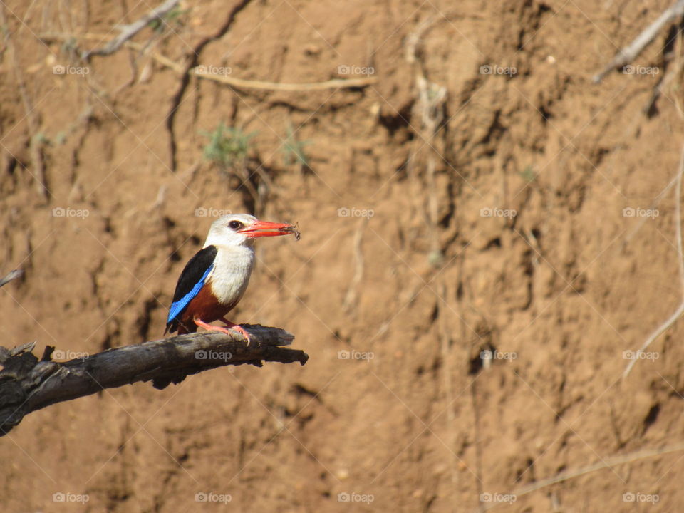 Greyheaded kingfisher with a playing mantis meal