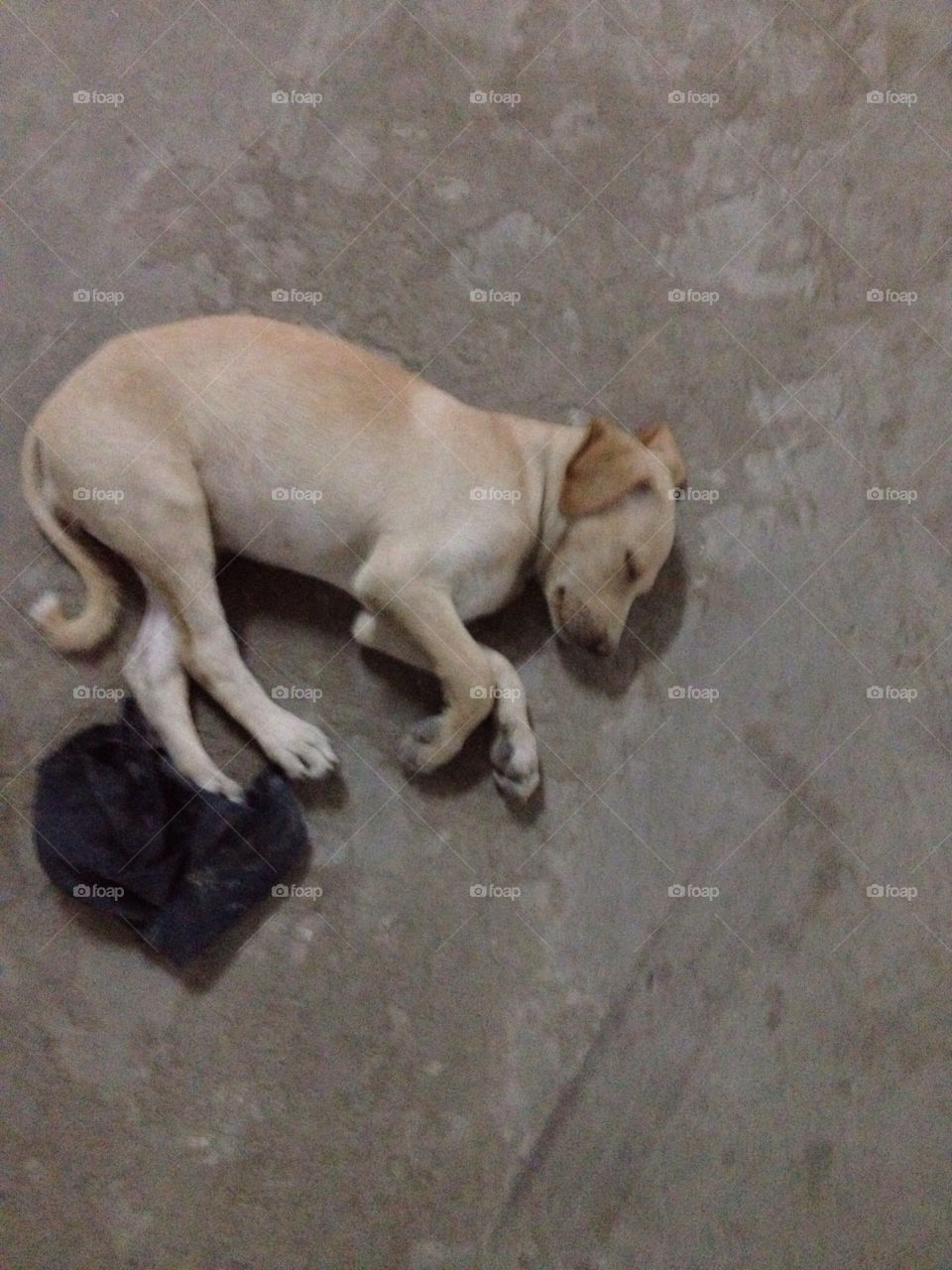 india dog sleepy dog baby dog by kunaldaca