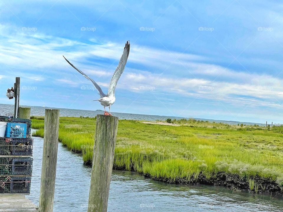 Seagull at the seaside 