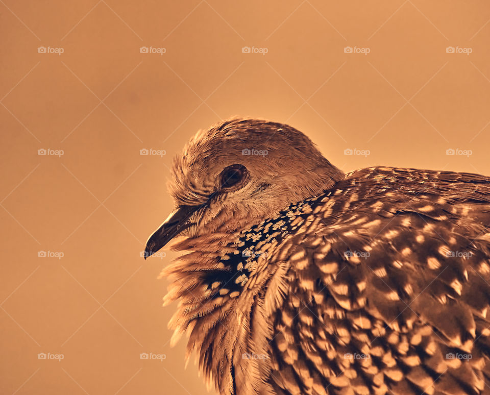 Bird photography - Spotted Dove