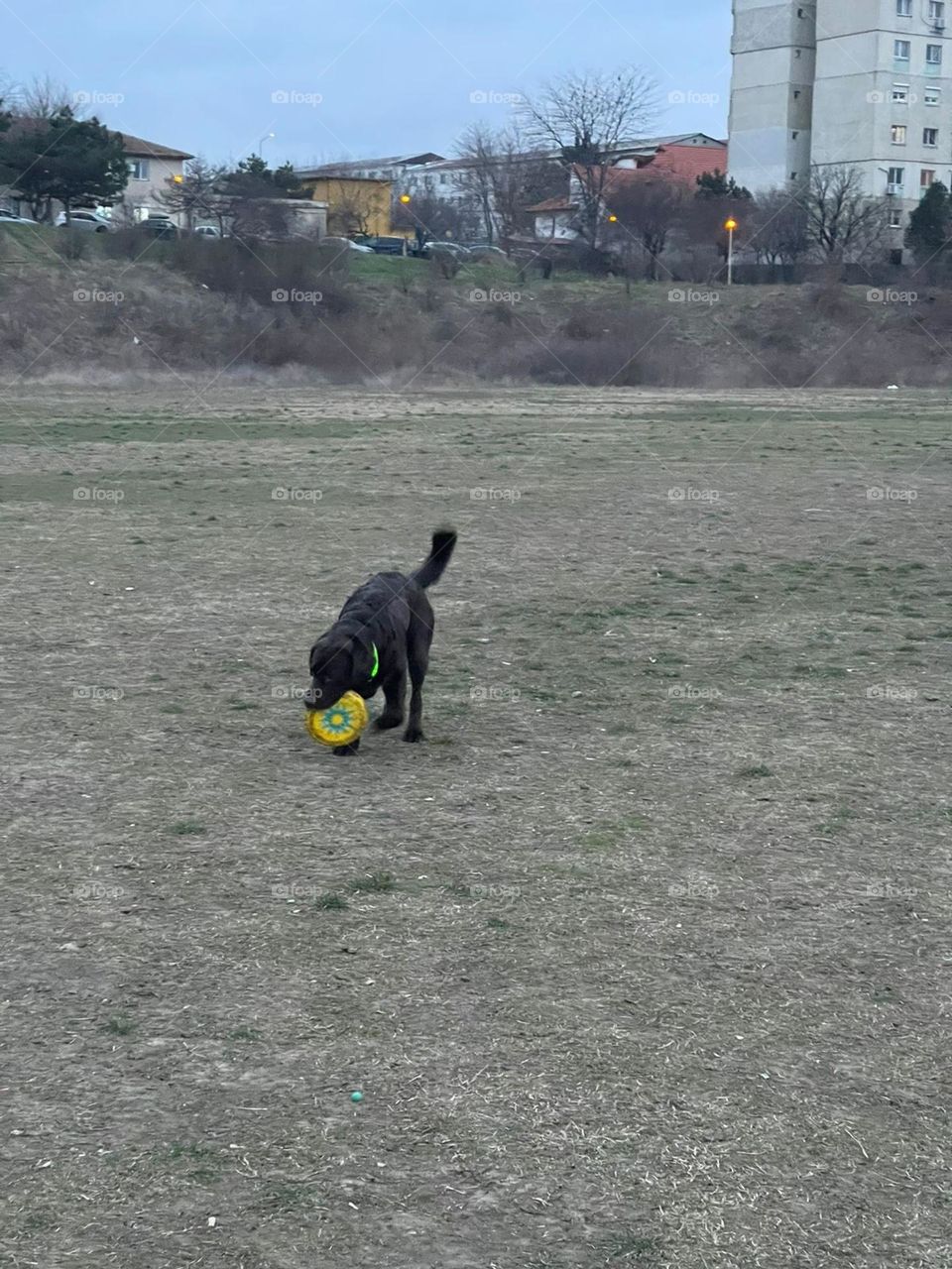 I got my frisbee