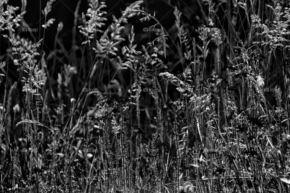 Black and white photo of a flower meadow with grass