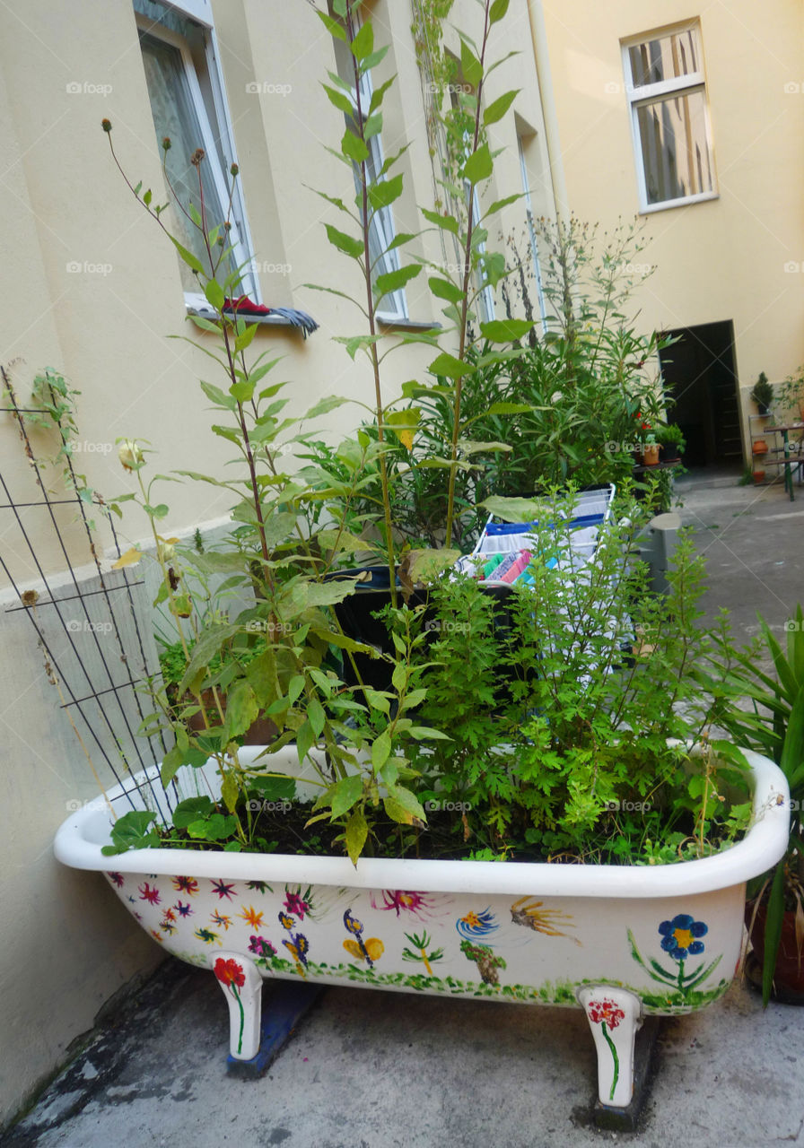 Home garden in a bathtub