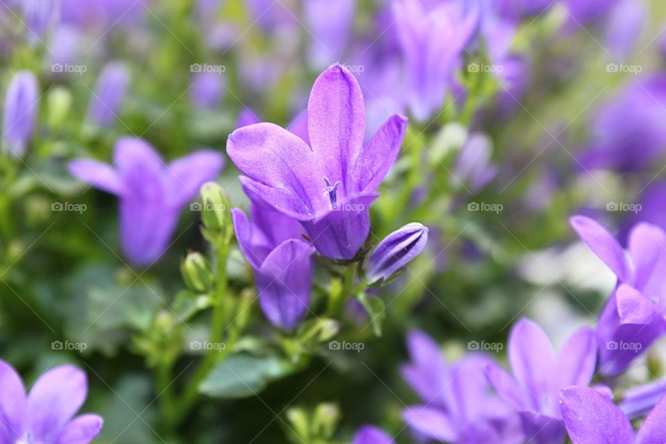 amazong purple flowers reaching the sky