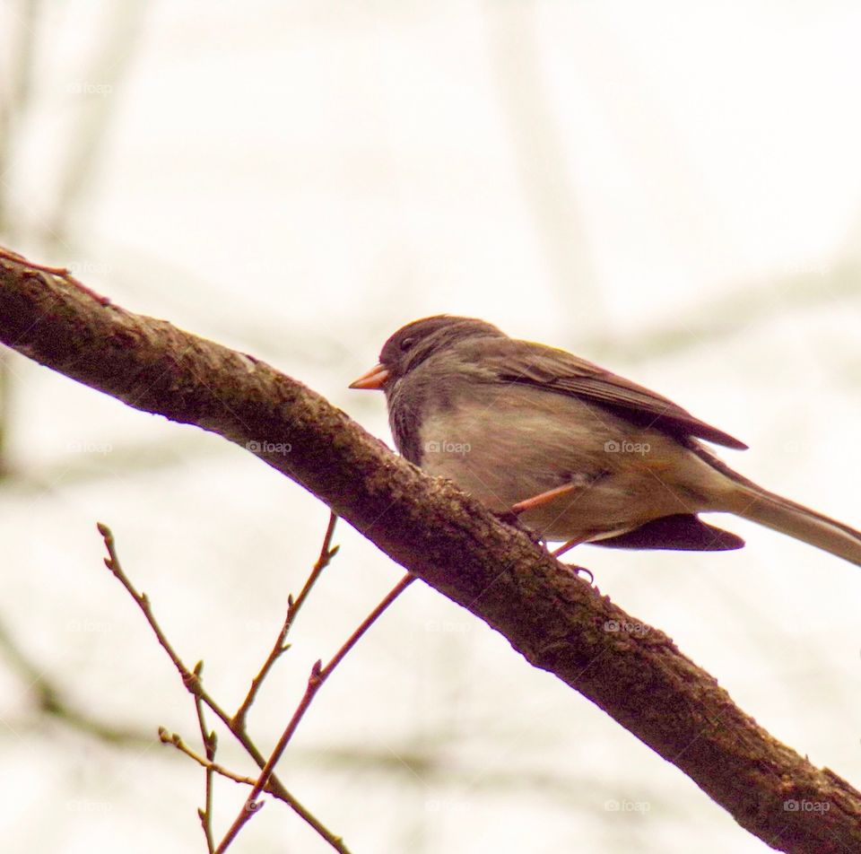 Bird watching