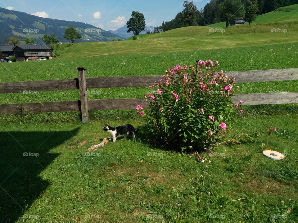 Katze Landschaft Kitzbühel Österreich