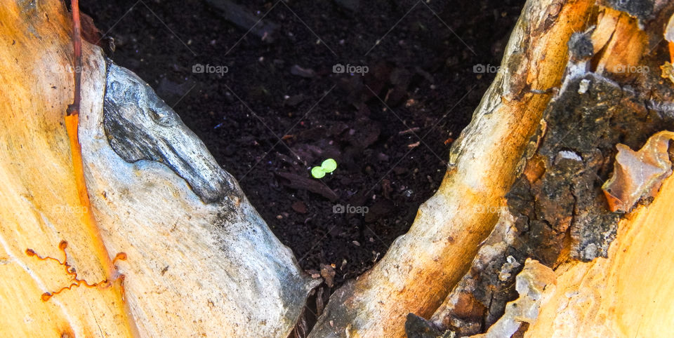 A plant beginning to grow in a tree trunk 