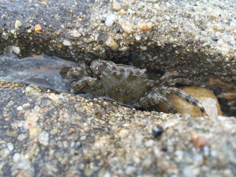 Crab